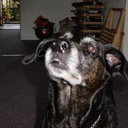 Blanding af racer Tulle