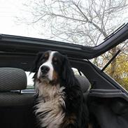 Berner sennenhund Skipper