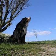 Berner sennenhund Skipper