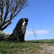 Berner sennenhund Skipper
