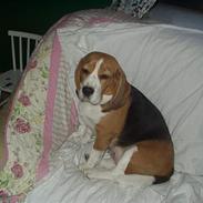Beagle Berta <'3