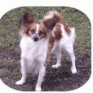 Papillon Cleo R.I.P