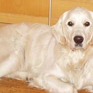 Golden retriever Elvis