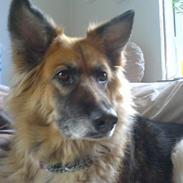 Blanding af racer hontas