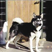 Alaskan malamute Malic *RIP*