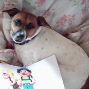 Dansk svensk gaardhund Flobby