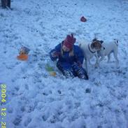 Dansk svensk gaardhund Flobby