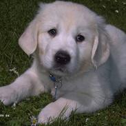 Golden retriever Charlie