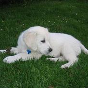 Golden retriever Charlie