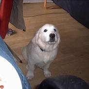 Golden retriever Charlie