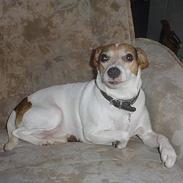 Blanding af racer Fido