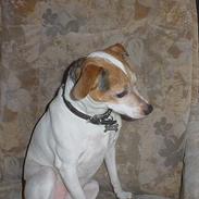 Blanding af racer Fido