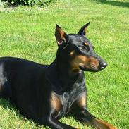 Dobermann Sascha