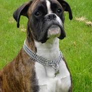 Boxer Box Wina Ozzy Tyson Von N