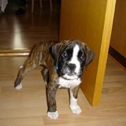 Boxer Box Wina Ozzy Tyson Von N