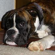 Boxer Box Wina Ozzy Tyson Von N