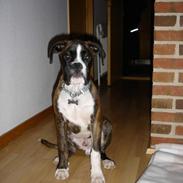 Boxer Box Wina Ozzy Tyson Von N