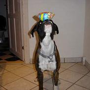 Boxer Box Wina Ozzy Tyson Von N