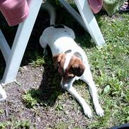 Blanding af racer Fido