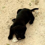Labrador retriever flora<3