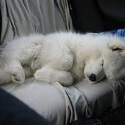 Samojedhund Heero the rock star.