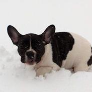 Fransk bulldog LILO
