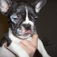 Fransk bulldog LILO