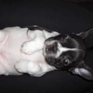 Fransk bulldog LILO