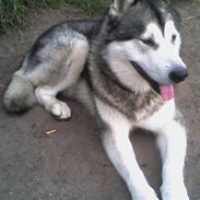 Alaskan malamute SILVER