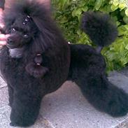 Toypuddel Black Chili Girl