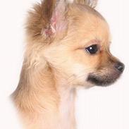 Chihuahua Anders 