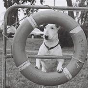 Bullterrier Dizzy fik fred 15.10.08