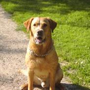 Labrador retriever Tiggie