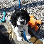 Cocker spaniel Balder