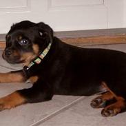 Rottweiler ZENTA