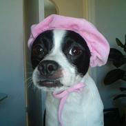 Blanding af racer Nuser.