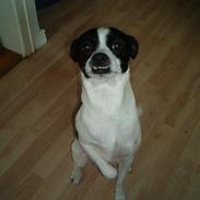 Blanding af racer Nuser.