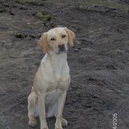 Labrador retriever Molly