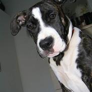 Amerikansk staffordshire terrier Tanja