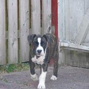 Amerikansk staffordshire terrier Tanja