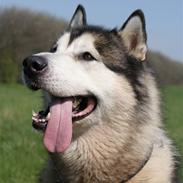 Alaskan malamute SILVER