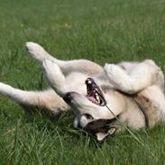 Alaskan malamute SILVER