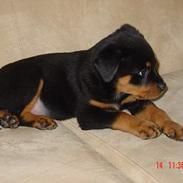 Rottweiler TYSON 