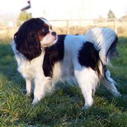 Cavalier king charles spaniel Ziggy 