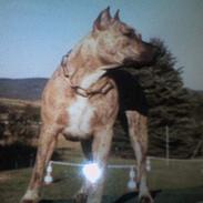 Amerikansk staffordshire terrier Rockin'm's kiss Me Tigger