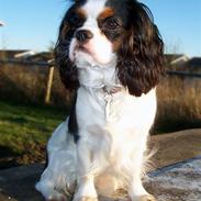 Cavalier king charles spaniel Ziggy 