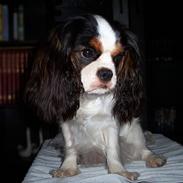 Cavalier king charles spaniel Ziggy