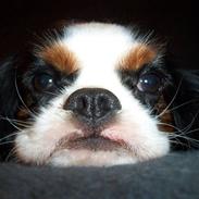 Cavalier king charles spaniel Ziggy