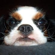 Cavalier king charles spaniel Ziggy 