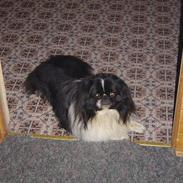 Pekingeser Kongsgaard´s Stardust 